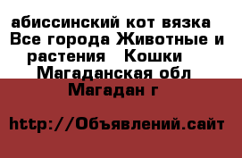 абиссинский кот вязка - Все города Животные и растения » Кошки   . Магаданская обл.,Магадан г.